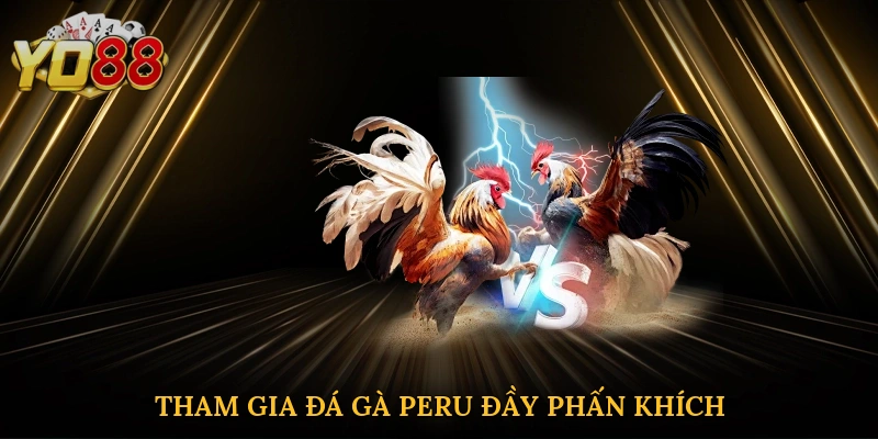 Tham gia đá gà Peru đầy phấn khích